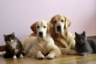 7802675bff43d441a40feee1689dabd9_194