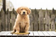 7900ba17a3a71fcfba9b7a726abbabcb_195x130_fill