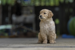 7a4f4e55728b7b65607fd0b07675601c_246