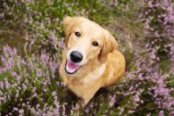 7a5722e7cd31e30c8686686aa8e52586_195x130_fill