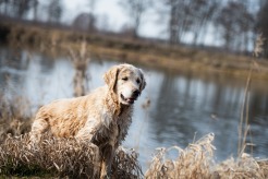 7abe074b494168a15fd49408c20ea426_246