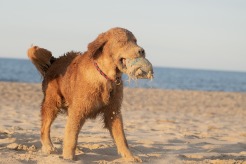 7ae6681ec4dc5ed1e119b52ec49d8042_246