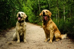 7b0724f0ddbdd7c8a5b33fa3df75c527_246