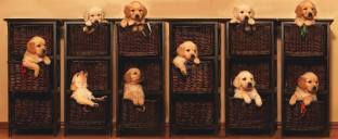 7b562e5fecc748226a782cf37118f235_312