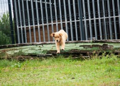 7b61d580af4935c2305fd117d361568f_237