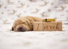 7b8ba37b78acabafff6d6381ce8cb81b_237