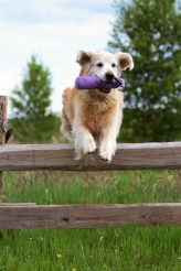 7bbac05878da9fb6f7a6b4186e03bbcb_164x246