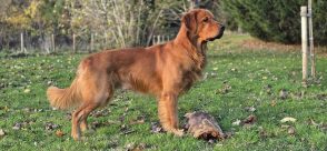 7c52f97a36ac5a2849da9e9a91c1ef85_294