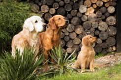 7c658cccb78cb653319ce6f89b92717b_246