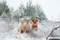 7c7d820472120bedf3d545fddfe9825e_195