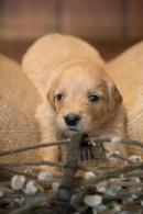 7ca0c843e3e19a3124f90606cad46824_130x195_fill