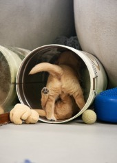 7cf03d09bbaddba1029662cf25f7cd92_170x237