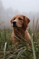 7d681f08858fef95f046301313cdf00d_130x195_fill