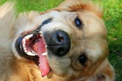 7d6a492eb16b54ea963266d382262945_246x164_fill