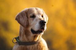 7d7482e85a660c1653fe97701b0f36ca_246