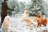 7e98f67582c18ae7dad11e29c8d102f0_195