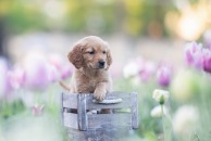 7ede330b8f85f8bfec034511aa5ee891_194