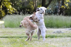 7f26744f431d810067a876a70515febe_246