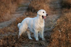 7fcc1d3dc609c5077688b4b15e2c70d6_245