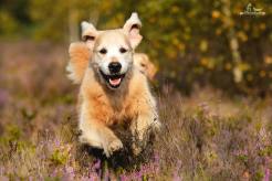 8002e9de6fa40758b47860e6b64d334d_246