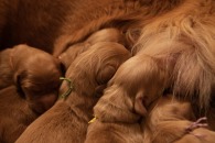 805d701d897a44f842085fb4cd8a2fcf_195