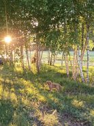 8088510781c85918064d8ada26406294_138x184