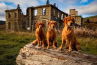 80ad0f0e5a9ca8888613328da8bc7ece_194