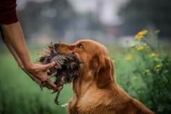 80cfce0f3bfae04fd512f33d90c31763_246