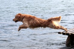 80e42b56a47605ea8779b689d9316789_246