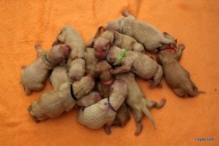 8146ae638a2f0a82484a973726b722f4_245