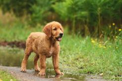 81d2da06120a48f97aa39079eefd1b6c_246x164_fill