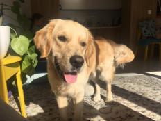 81d6d5030e353fa5418581dad1ed346b_232x174_fill