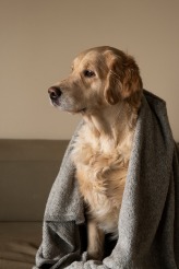 81e4bafd7f1db263a243e29c8222949e_164x246