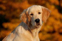 8259227298e8e566f9fc2a8fa072418a_244