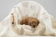 82c8592ffdaeefa759279cdf8d714926_195x130_fill