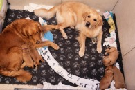 82cd8bfaf6dd79f4ba263a4a0680b129_195