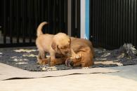 82ffd976017be7531190fef99da7221d_195x130_fill