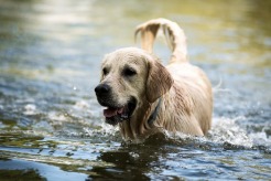 8310a4ca51d9a34c814db51c7e04c8b3_246