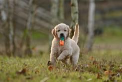 832310747ec954fab0f88e77ee06cbcf_245