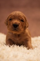 83351e3e7af6d7b004cbf5e680dc58d9_130x195