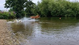 835cda045e673fc6cda8cdea04a7f87a_265