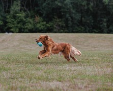 838e07369c24b0cca5de1bb0565eb4f9_222