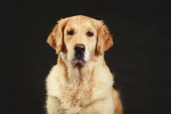 8394447cd23ed8728e325676105f839c_246