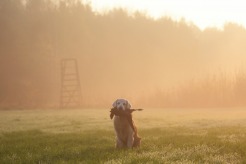 8403082d4bfe35fae7be1018bec0a73d_246