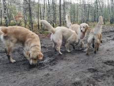 84218681132f080de797d42299ab1dae_232x174_fill