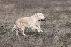 84554d9bbdc89989ecc2225e45a1fecd_246