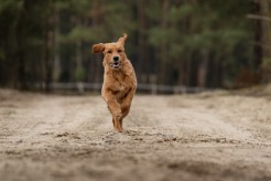 8527edb357e9898d8e0c8078a0273b8c_246