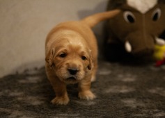 85984d2613d312ab0fb2f93d9375a130_237