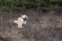 85d024c5ab777fd5d043bd6e3d2ec8b2_246