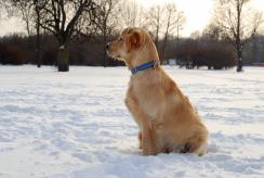 86446bdbb0d872a05afb821c7233c6d4_244